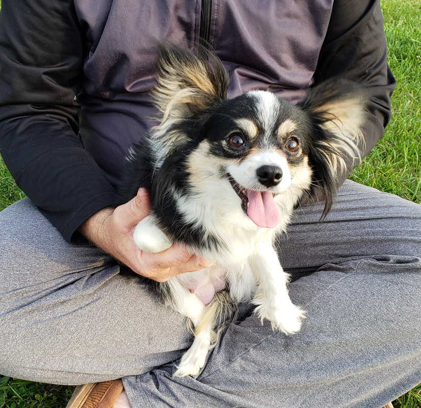 47 HQ Pictures Papillon Puppies For Sale In Missouri : Abby Papillon Puppy 627955 Puppyspot
