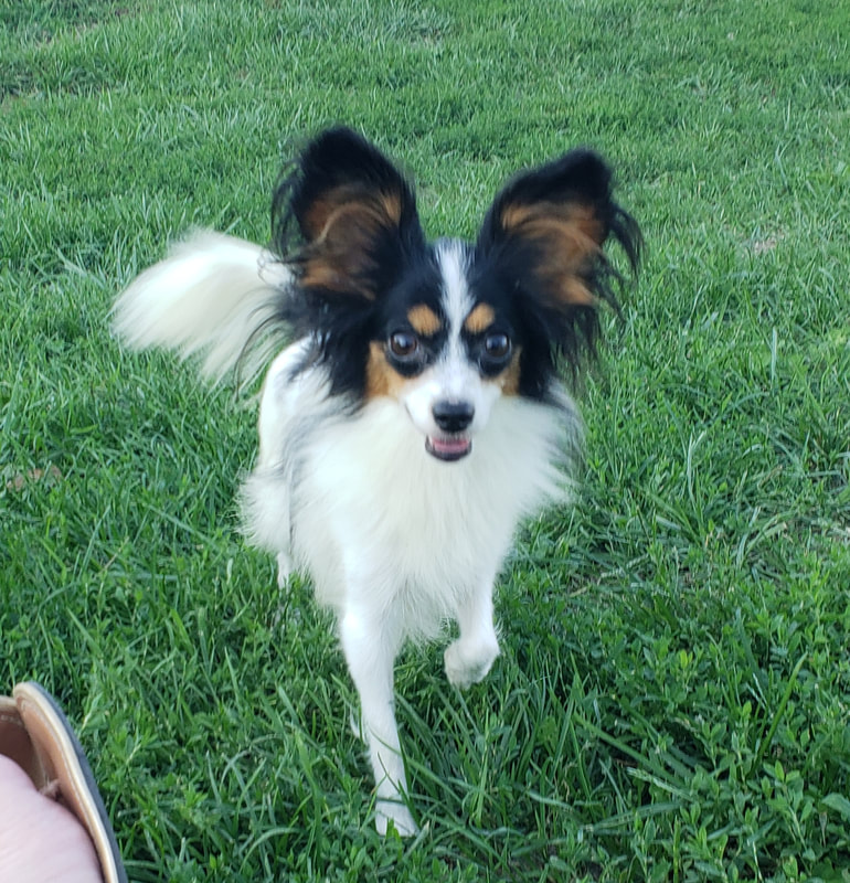 papillon dog puppies for sale